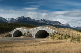 Wildlife Crossing Overpass Over the Trans Canada Highway