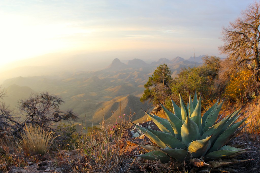 Various desert plants growing on the edge of a cliff with hills and a desert landscape in the background during sunset.