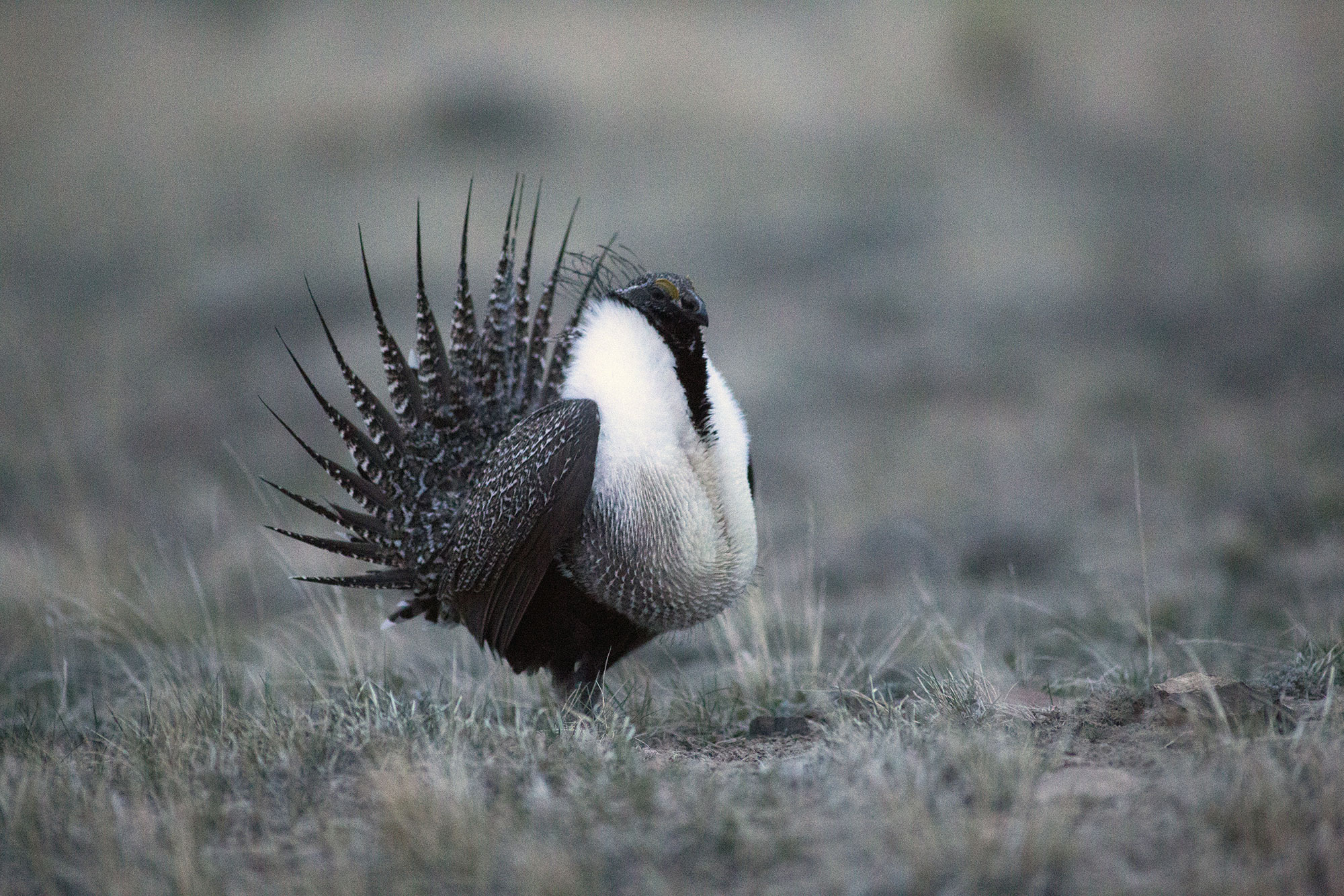 Sage Grouse in the American West - Uncommon Path – An REI Co-op Publication