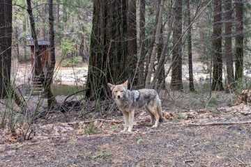 A coyote looks at the camera with a stand of trees behind it.