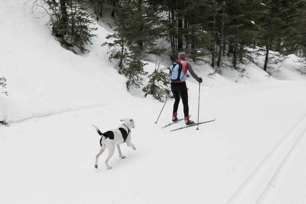 Person cross-country skiing with dog.