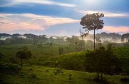 A photo of the rainforest in Brazil. The sky is blue and pink and there are green trees shrouded in fog.