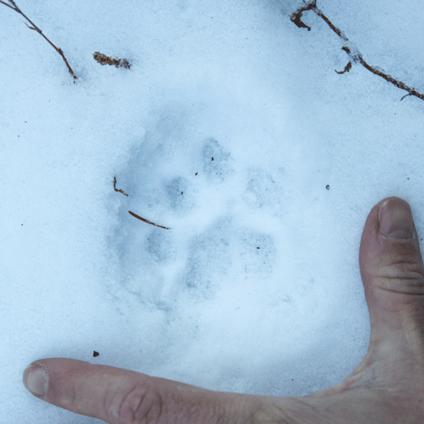 Quiz: Can You Identify These Animal Tracks? - Uncommon Path – An REI Co ...