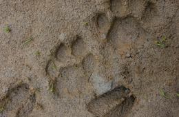 The footprints of several animals can be seen in the mud