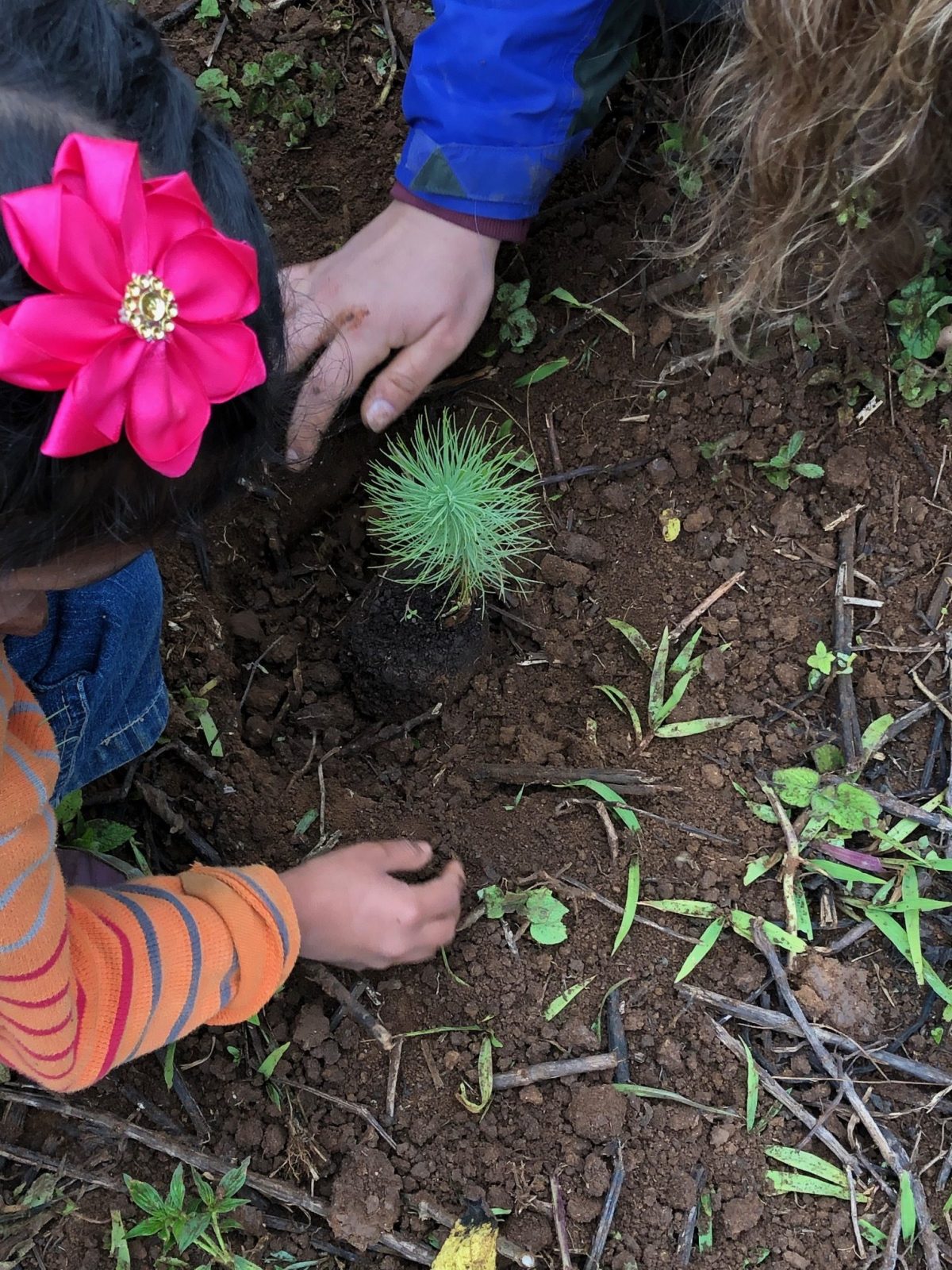 A young girl with a bright pink silk flower in her hair leans over a baby pine three that she is helping to plant.