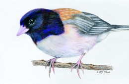 A sketch of a small bird with a blue crown and gold back, drawn by Amy Tan