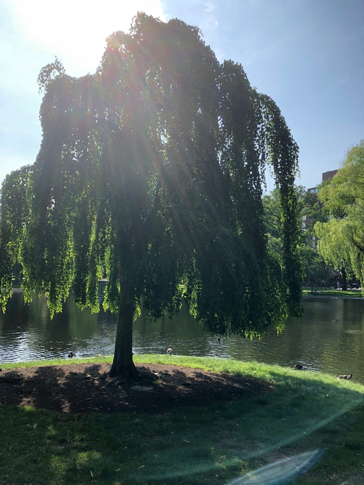 A weeping willow tree by a pond with ducks in it. 