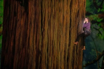 A person wearing a climbing harness is suspended next to a massive tree trunk