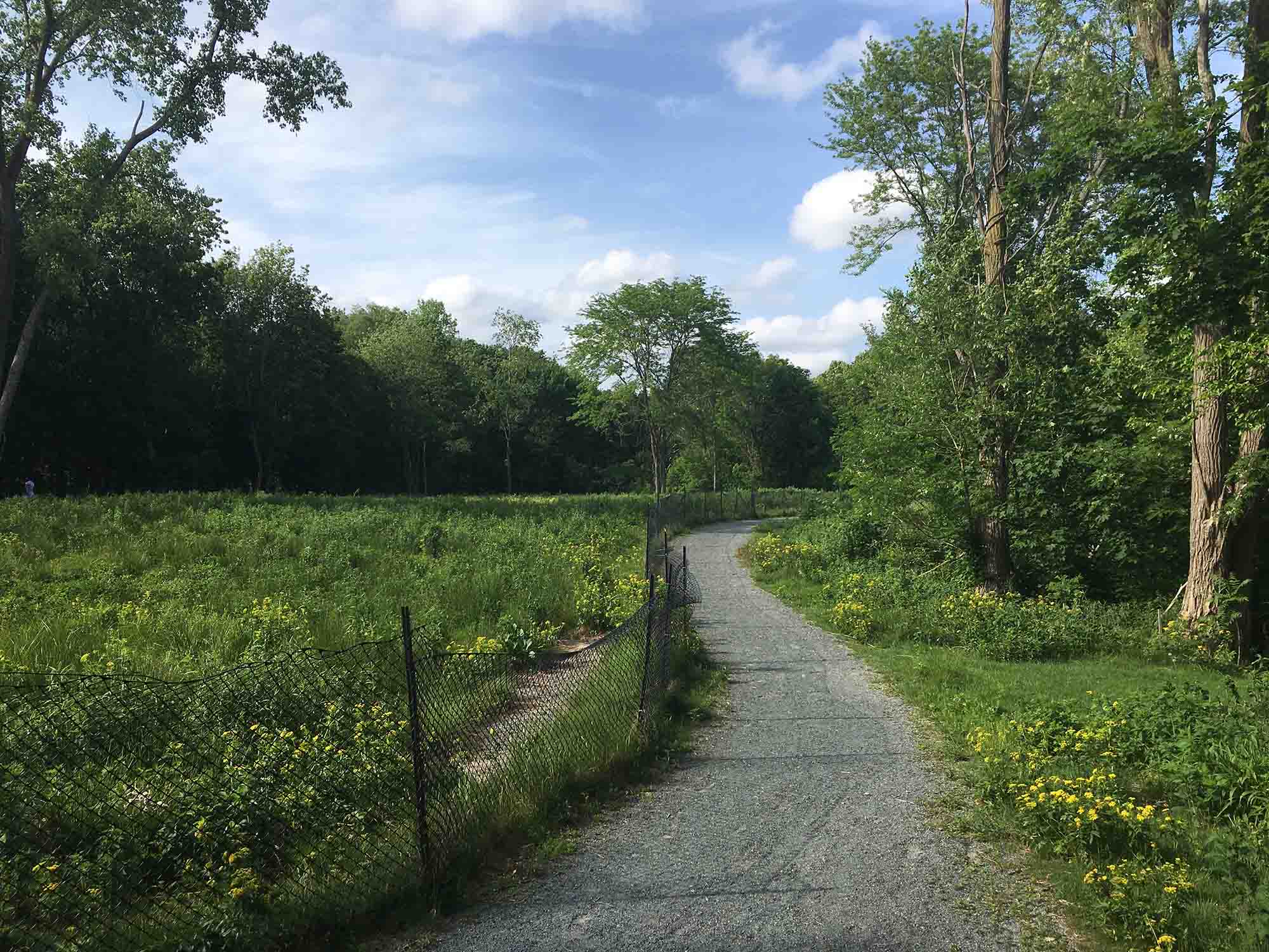 A Walk in the (Urban) Park