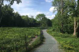 A paved trail runs between two areas of green space