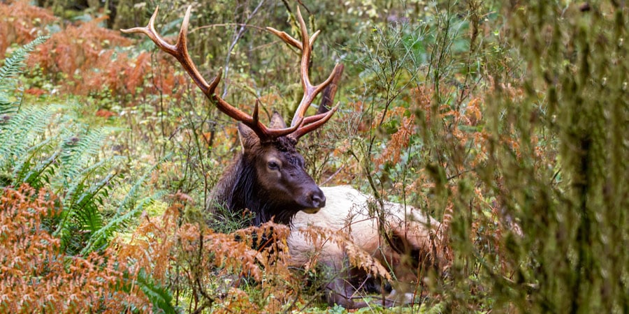 Elk