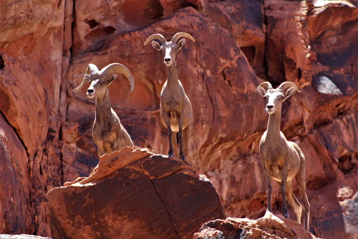 A keen eye will spot Desert Bighorn Sheep blending perfectly with the canyon walls.