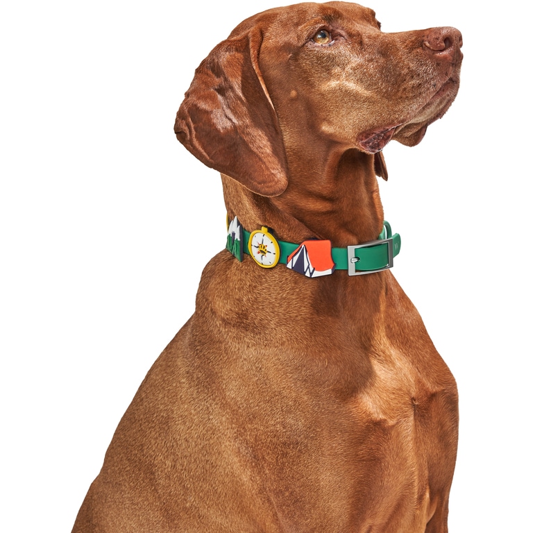 A chestnut colored dog wears a green collar that has small icons on it, including a tent and compass