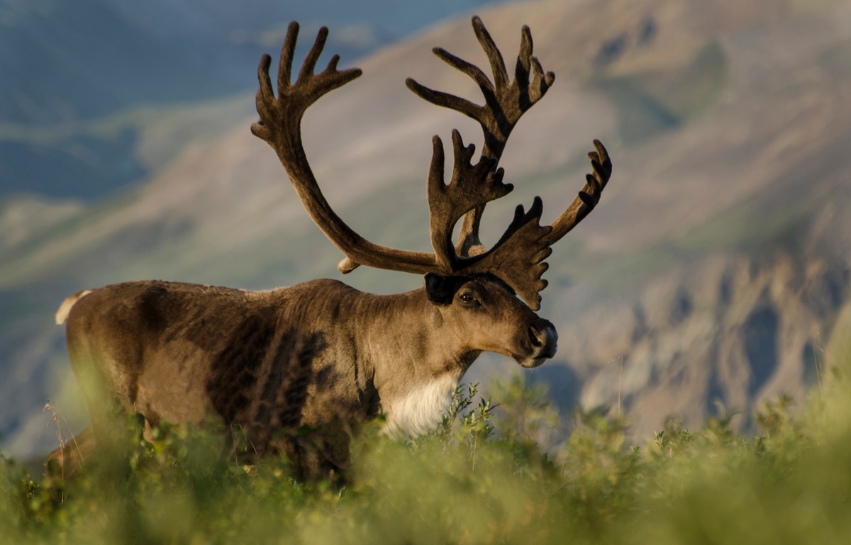 With a diverse array of habitat, the Denali Highway is home to a wide range of animals.