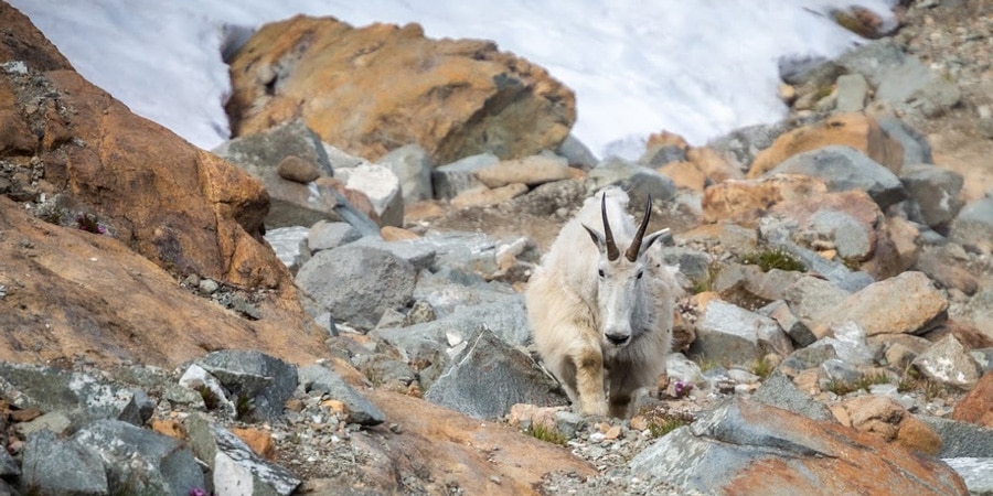 A mountain goat among rocks and snow