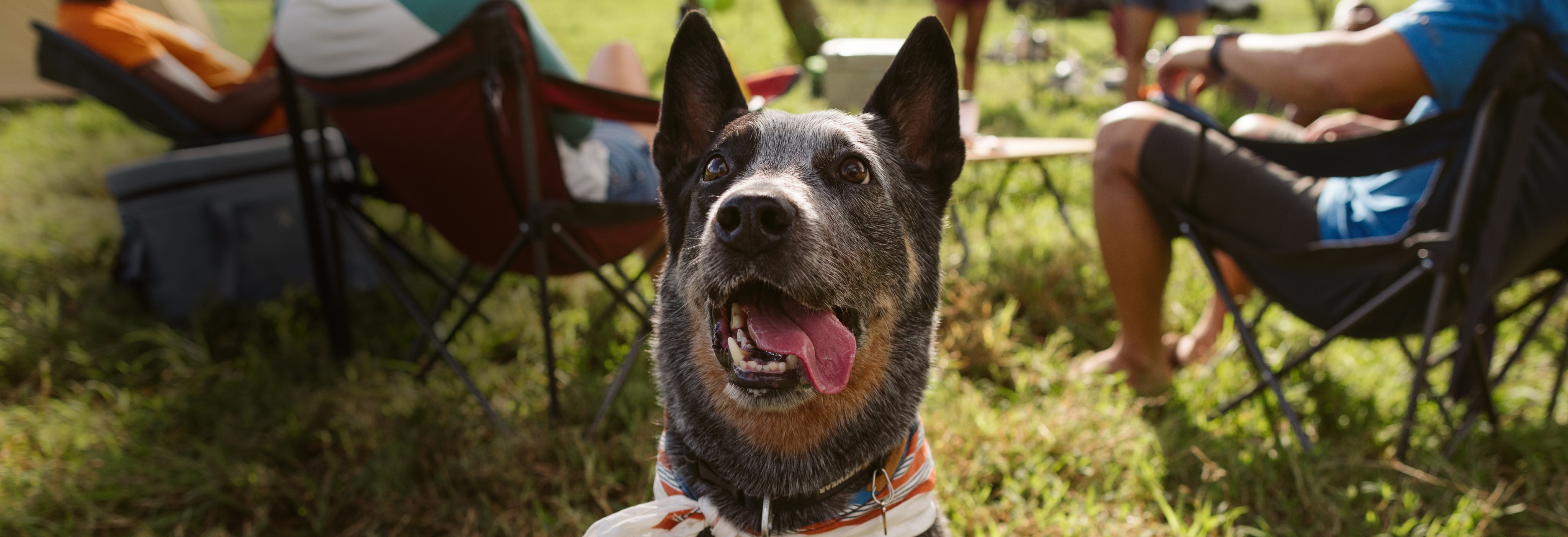 Background Image - A pup camping and looking very deserving of a treat.