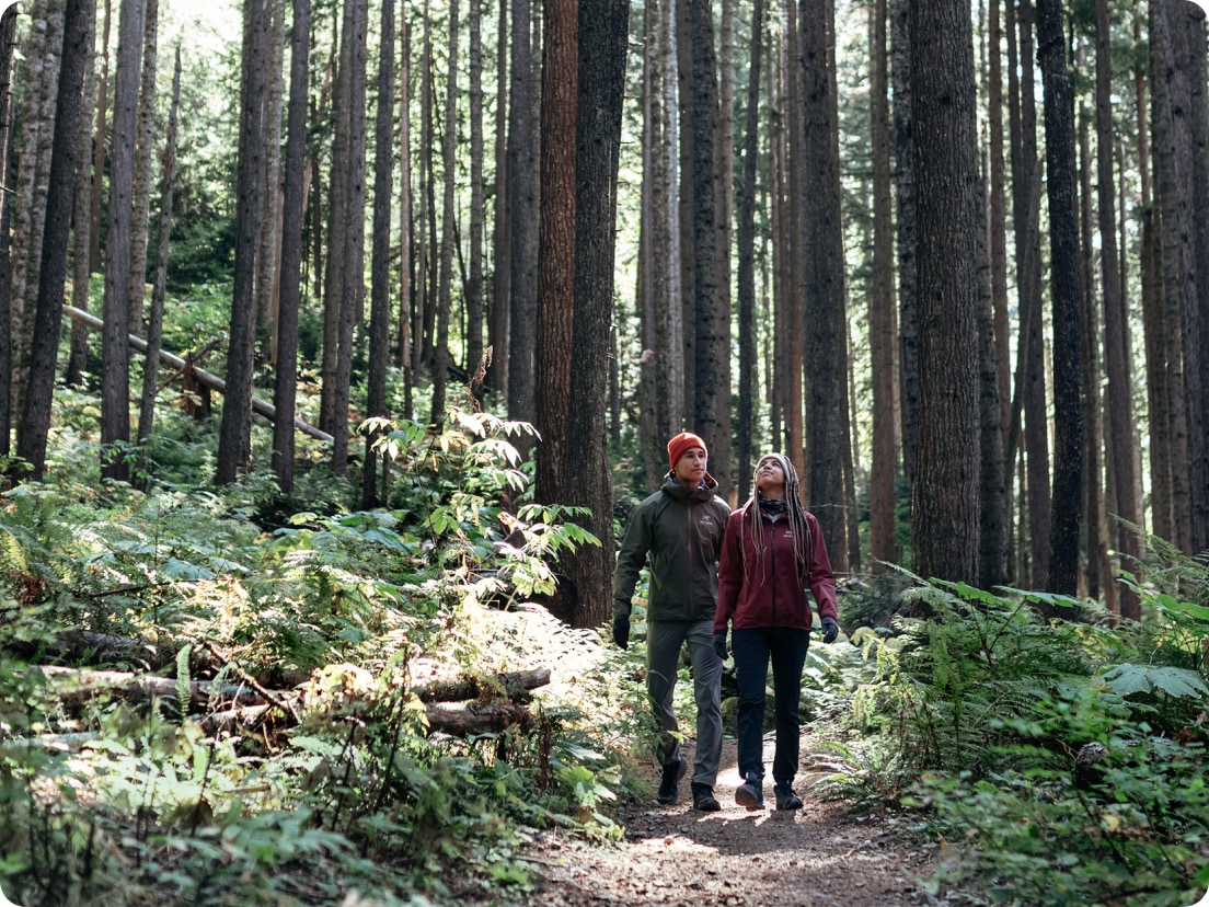 Two people hiking through a dense forest.