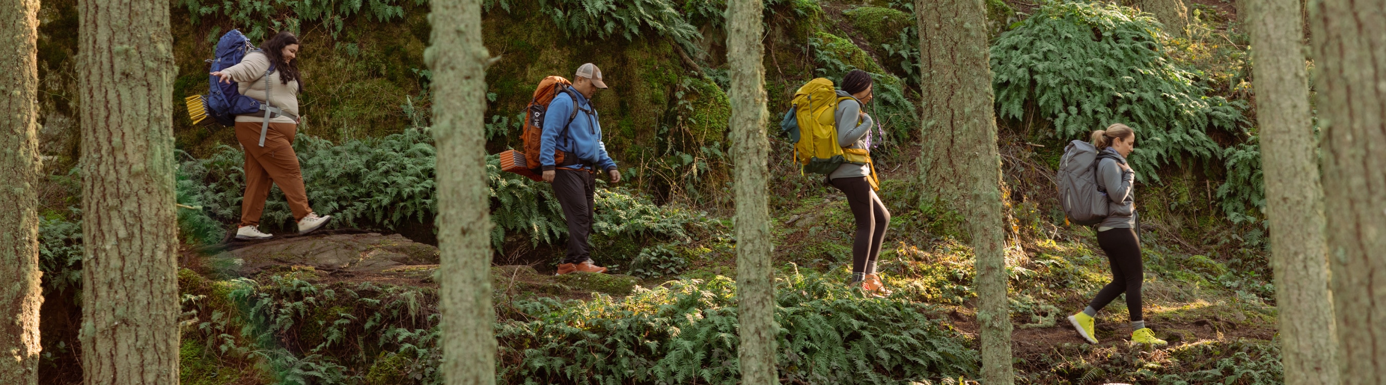 A group of hikers backpacking along a trail surrounded by tall trees and lush greenery.