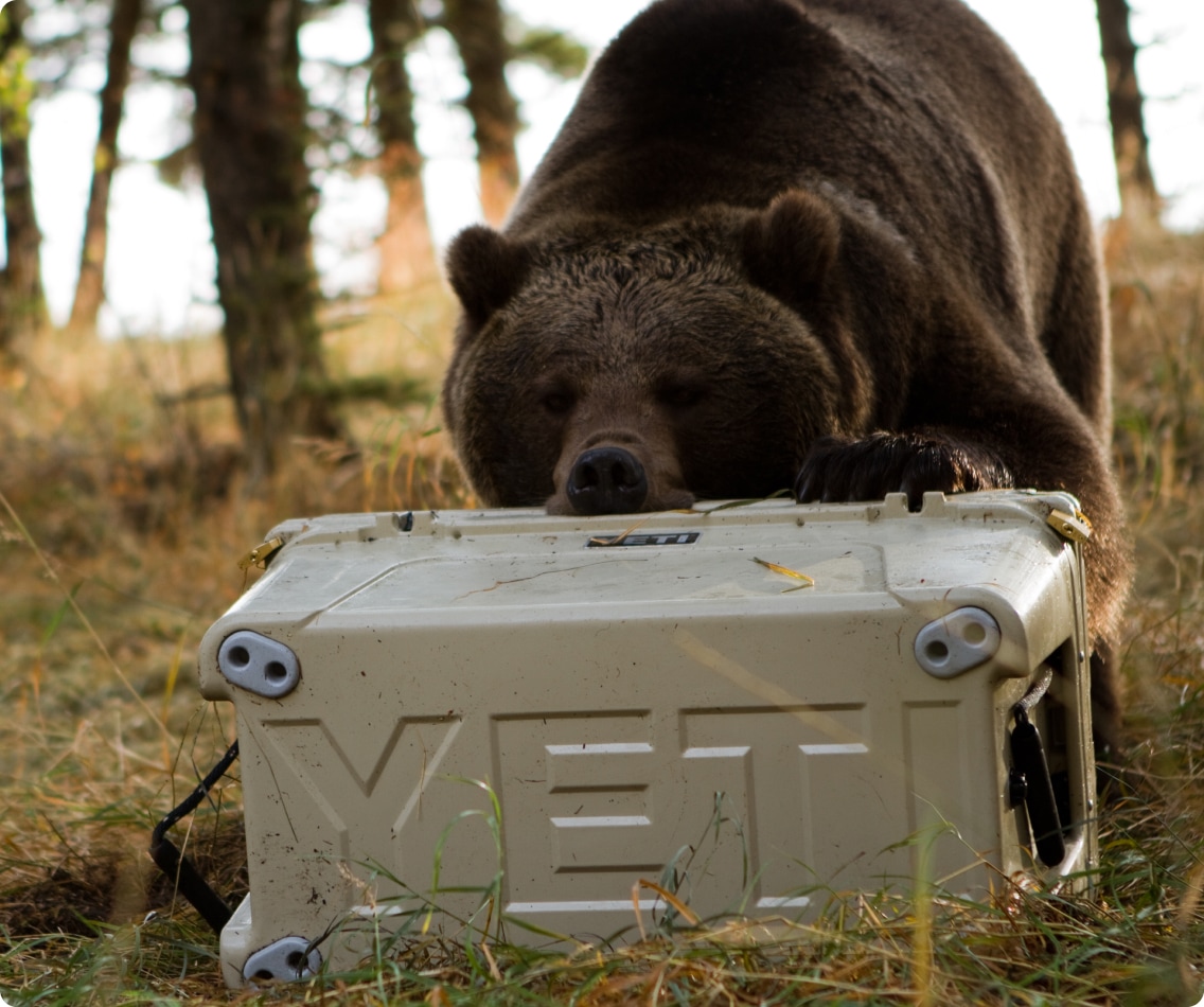 A grizzly bear inspects a YETI Tundra cooler.