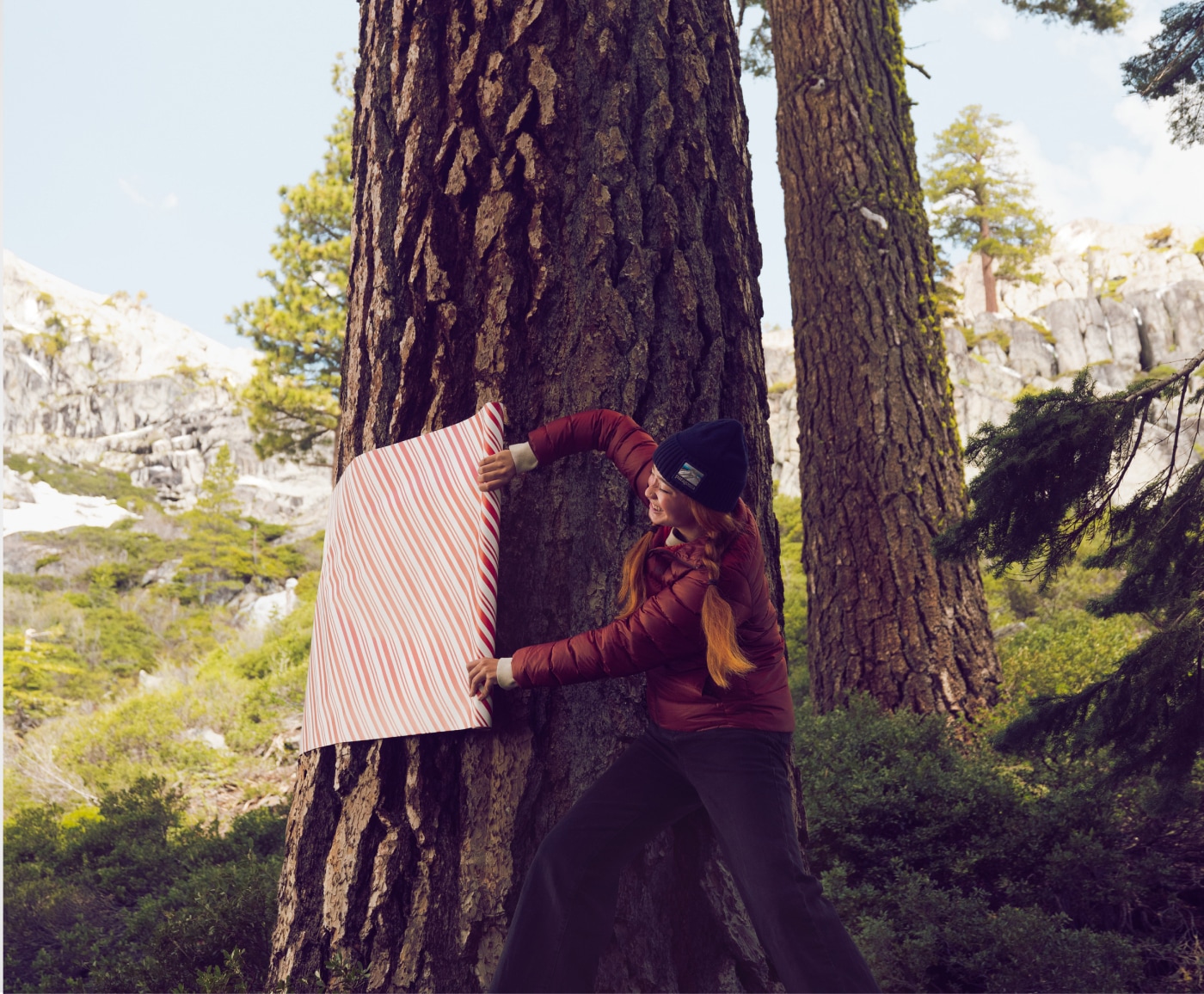 A person playfully gift wraps a pine tree.