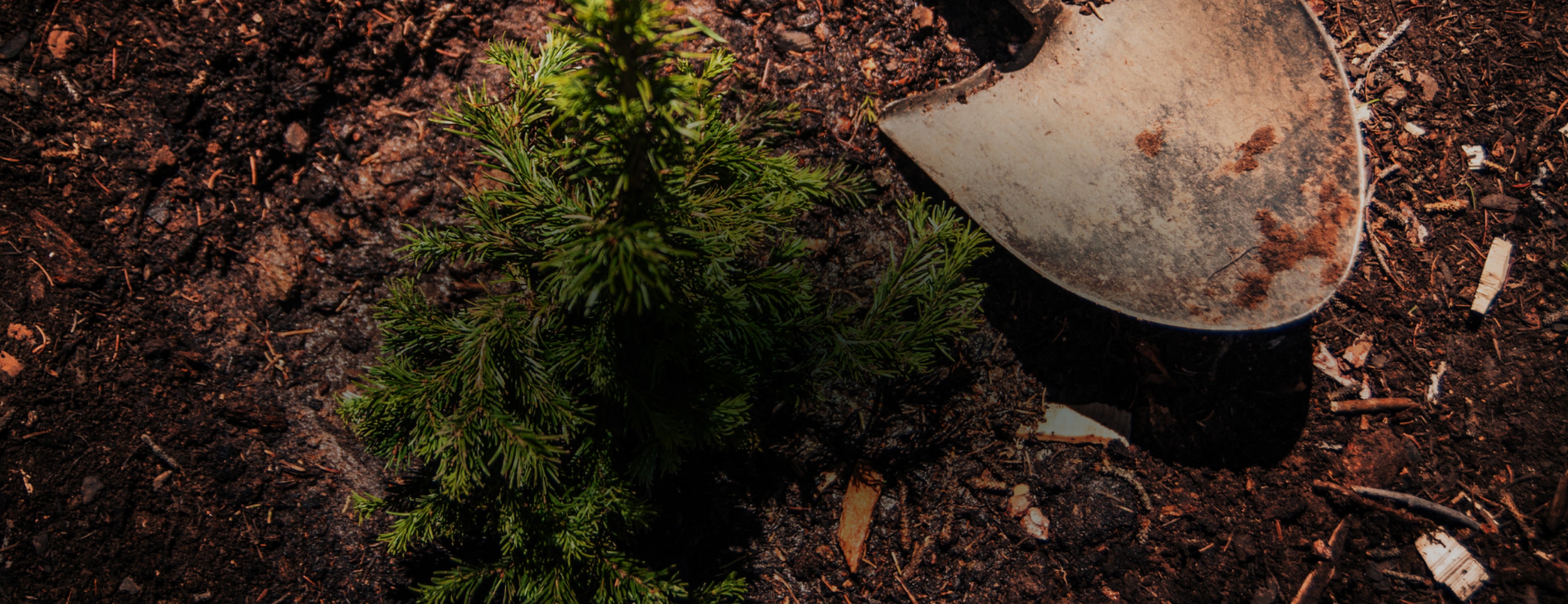 A shovel lays next to a newly planted evergreen sapling. The words Tree Equity Score appear next to a logo of a leaf in the corner.