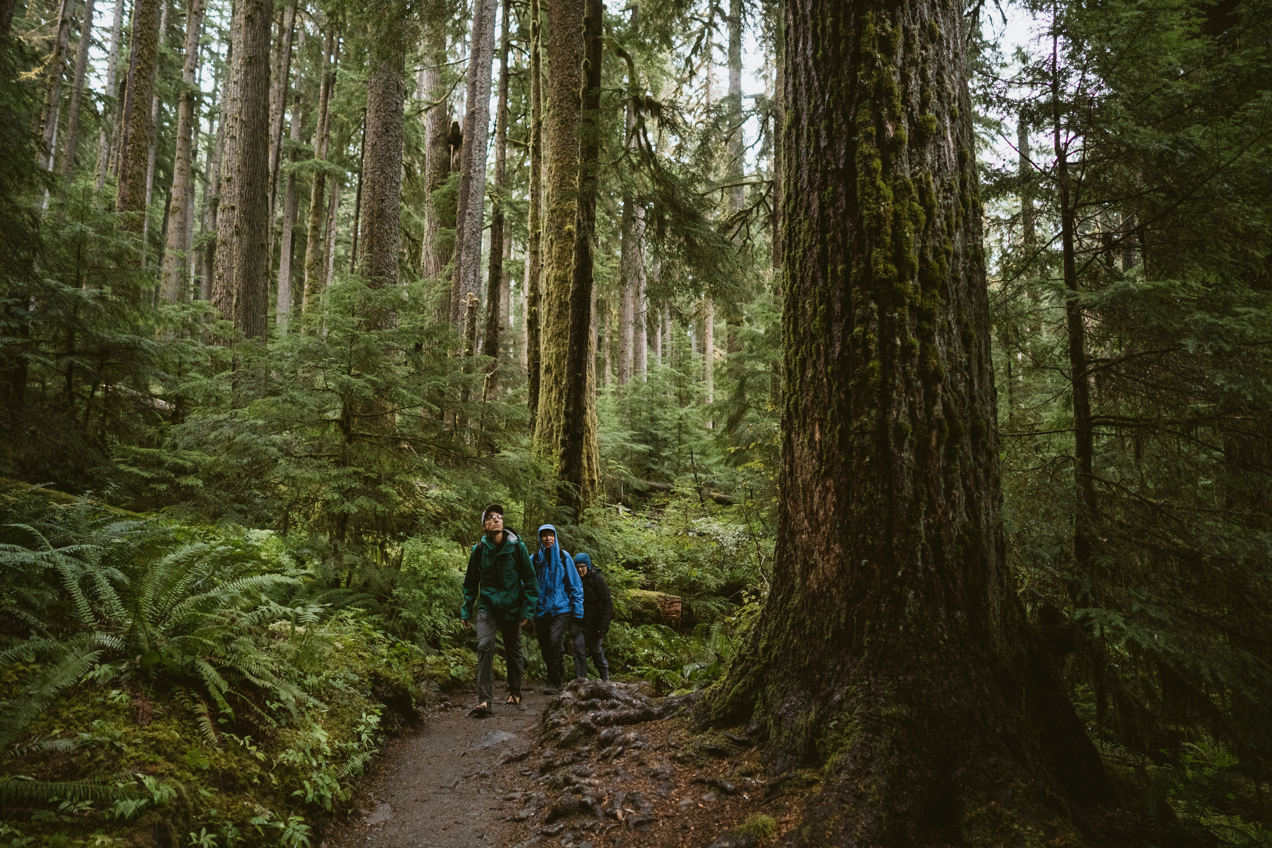 A group of hikers gaze up at the magnitude of an old growth tree