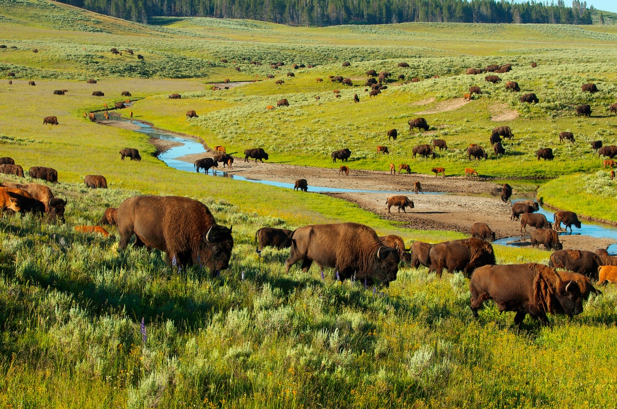 Set out on a dawn wildlife-viewing drive, arriving at beautiful Lamar Valley when the park's animals are most active.