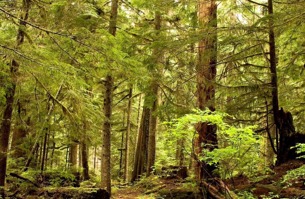 More than just mountain views, Mount Rainier National Park provides lush forests to explore along its world-famous trails.