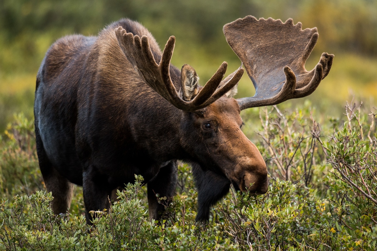 Moose are browsers and prefer leaves, buds, stems and particularly enjoy aquatic plants that are high in the protein and sodium they need.