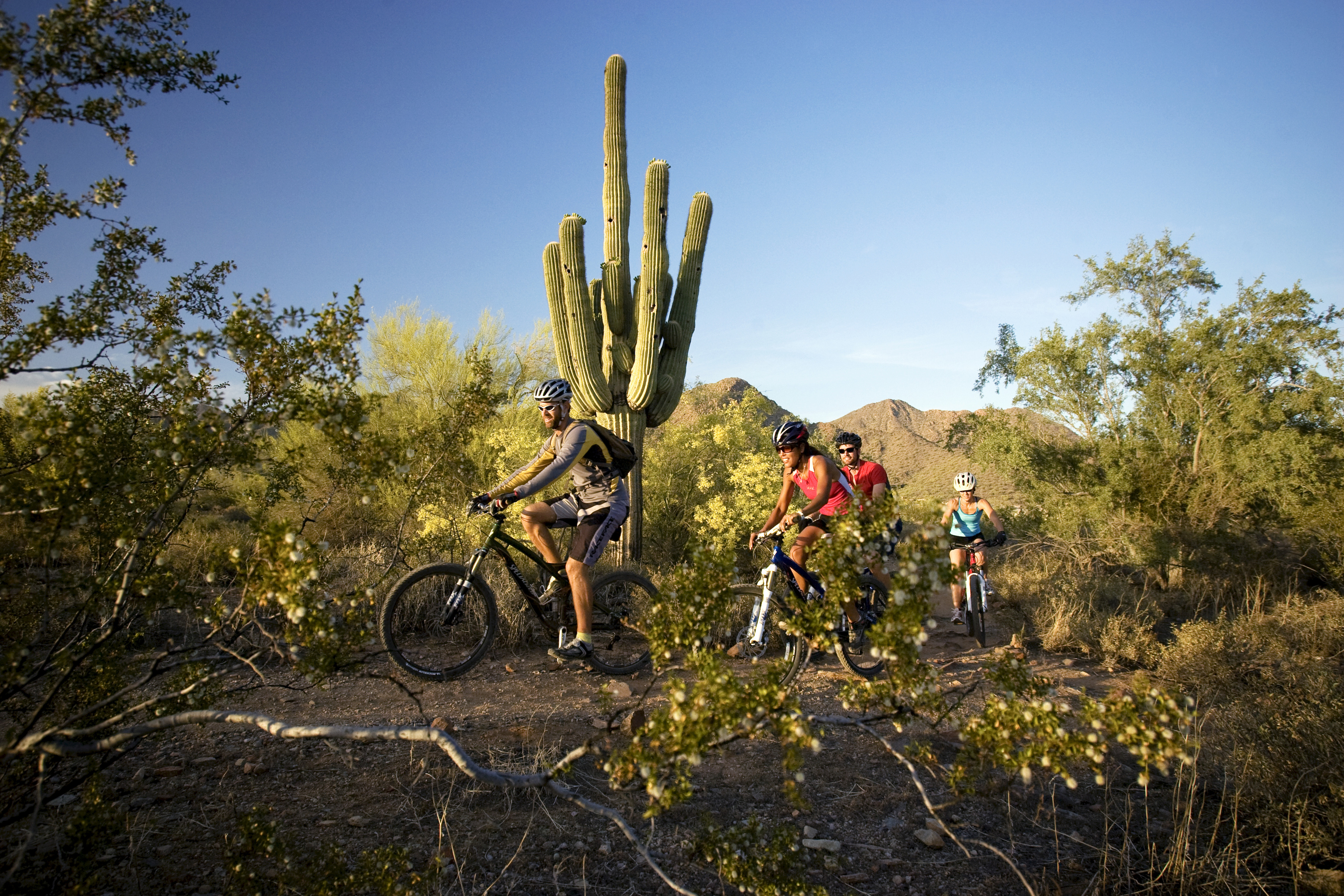 A group of people biking through the desert with a large cactus in the background.