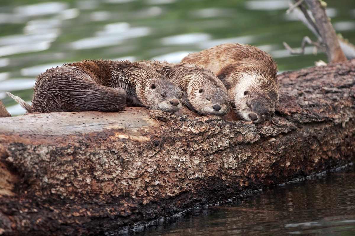 Keep your eyes peeled for all creatures great and small such as these rivers otters enjoying a midday nap.