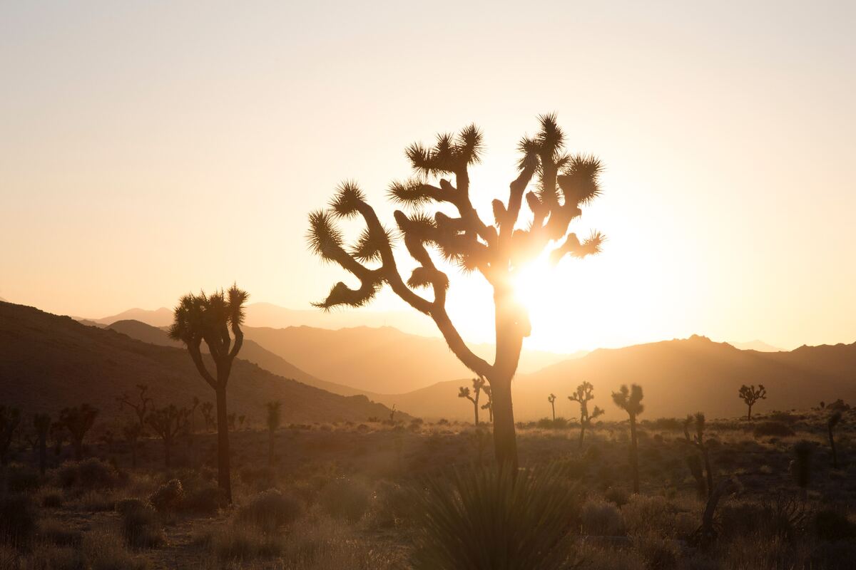 Hikers, climbers, photographers and campers are drawn from all over the world to play in this park’s unique boulder outcroppings and Joshua Tree forests.