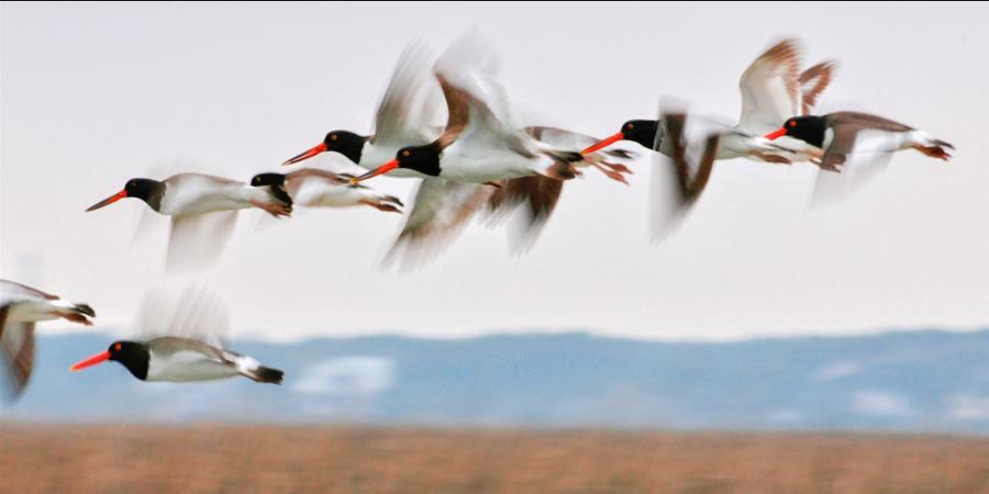 Coastal birds in flight