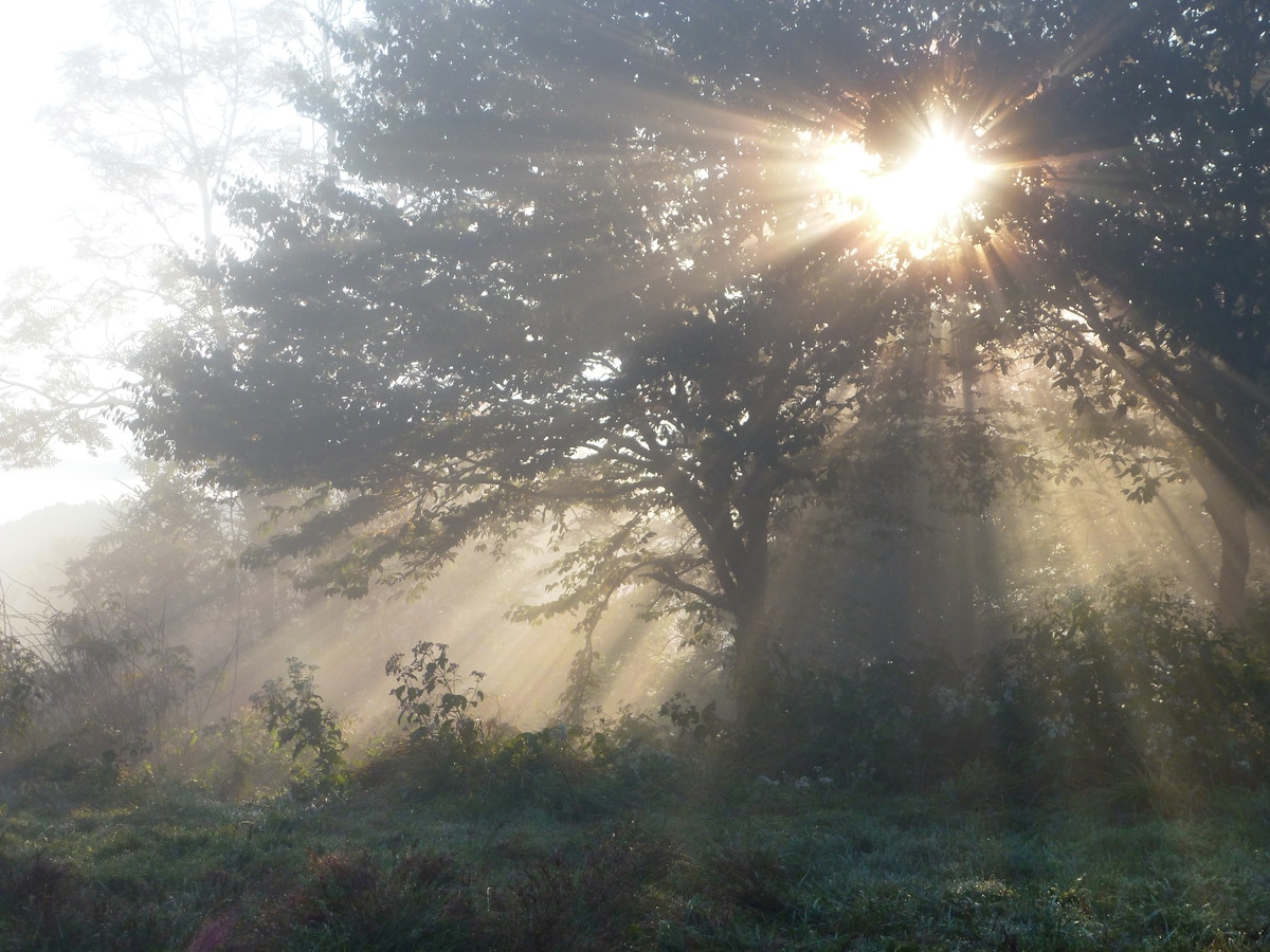 With a freshly brewed cup of coffee in hand, experience the tranquilty of early mornings in the Smokies.