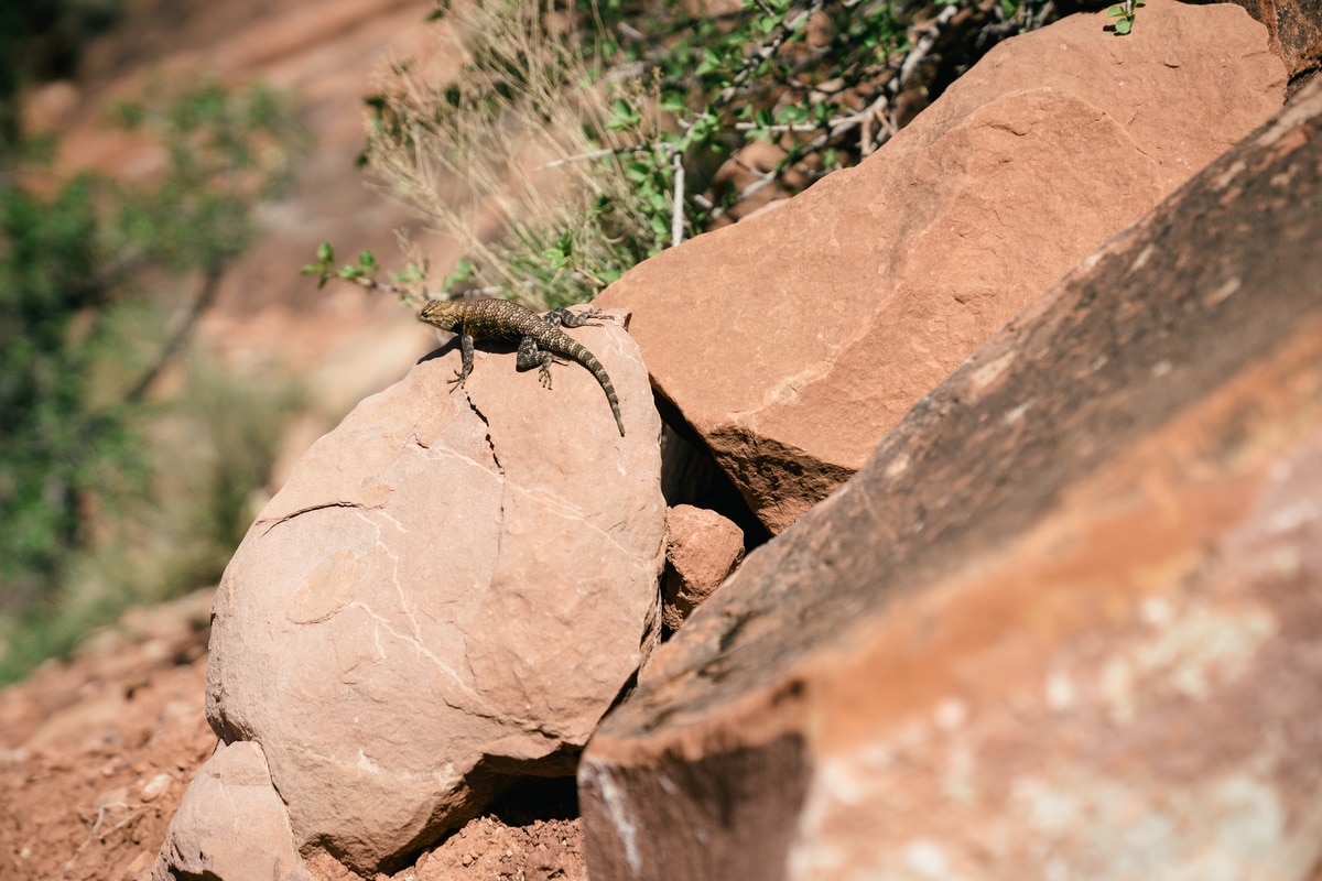 As we leave the rim and travel further down into the canyon, we trade crowds of tourists for inquisitive lizards in the tranquility of this desert wilderness.