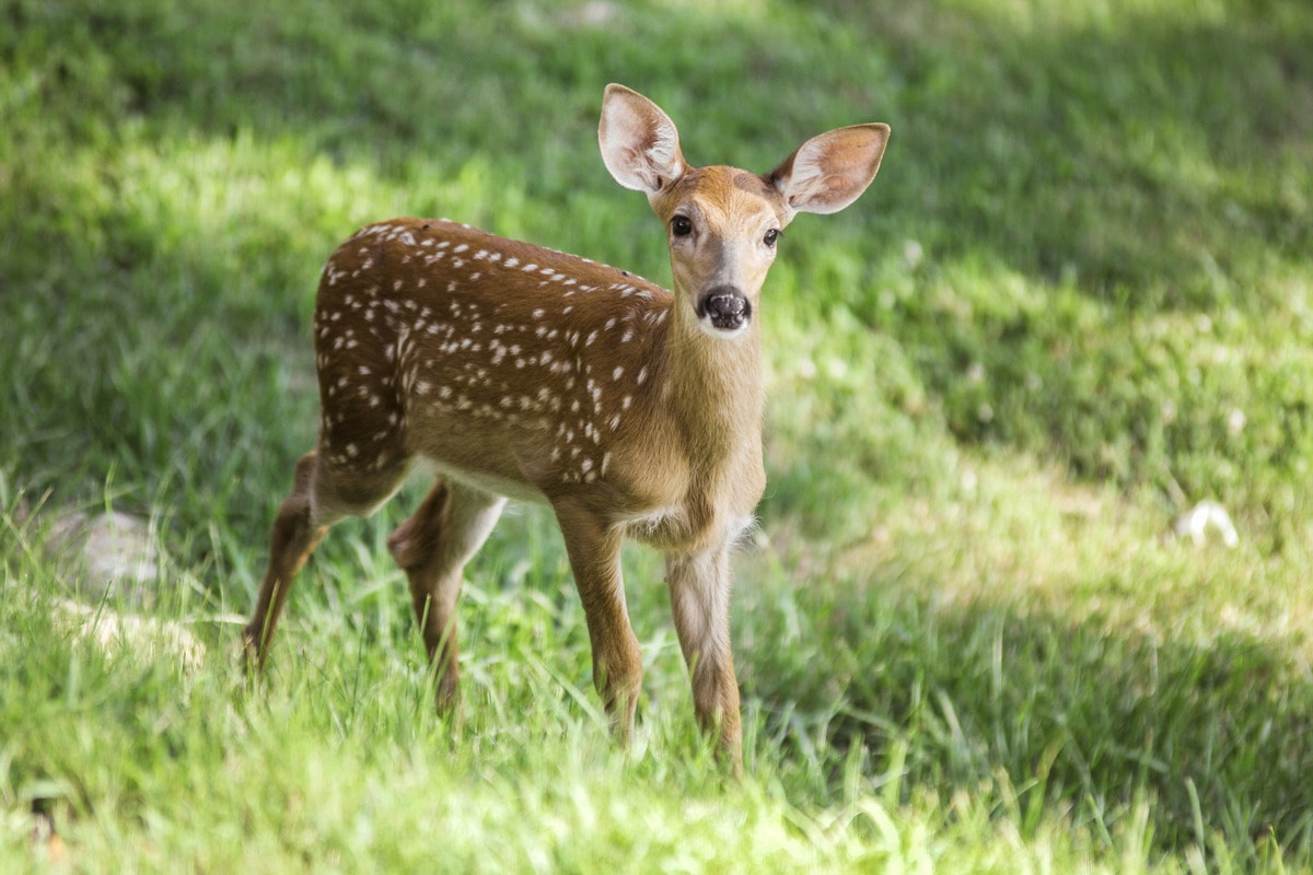 White tailed deer are just one of the 50 mammal species who call Shenandoah National Park home.