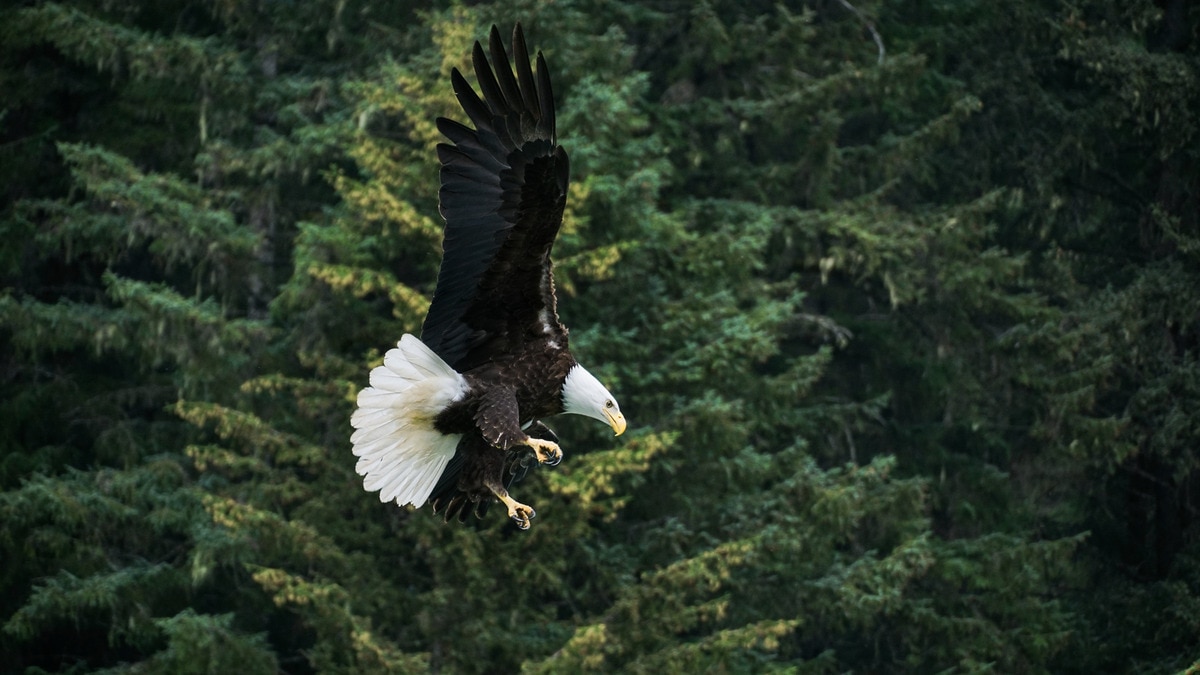 The 48,000-acre Chilkat Bald Eagle Preserve is one of the best locations to watch the majestic raptors along the Inside Passage.