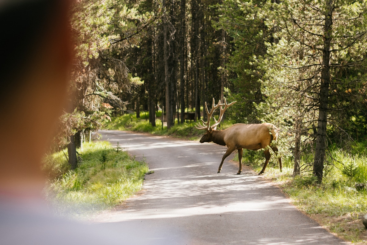 Filled with deep river canyons, vast rolling grasslands and soaring peaks, Yellowstone–the world’s first national park–is a trove of natural wonders.