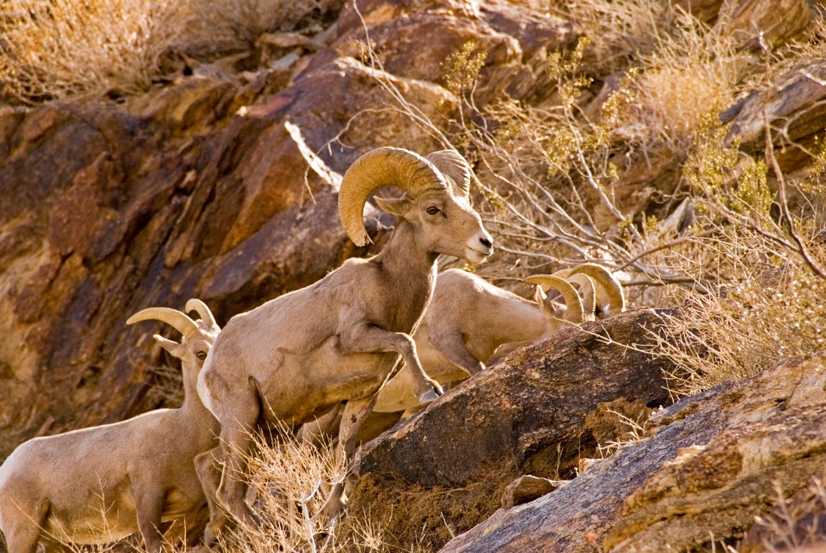 We keep our eyes peeled for Bighorn sheep, a desert-adapted species that seeks out this rocky terrain for protection against predators.