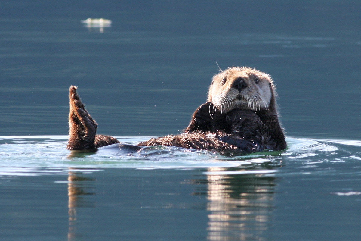 Able to dive to depths of more than 300' when foraging for a meal, sea otters are one of the marine mammals we’re likely to encounter during our time in the Kenai.