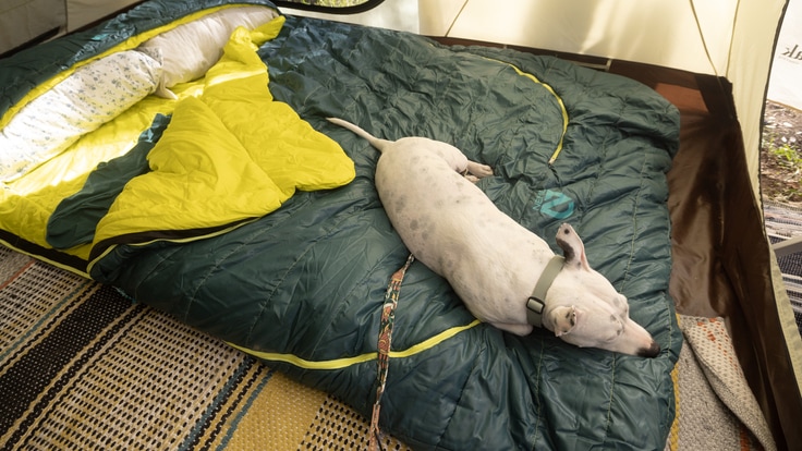 A dog cuddles up in a blue-and-yellow sleeping bag.