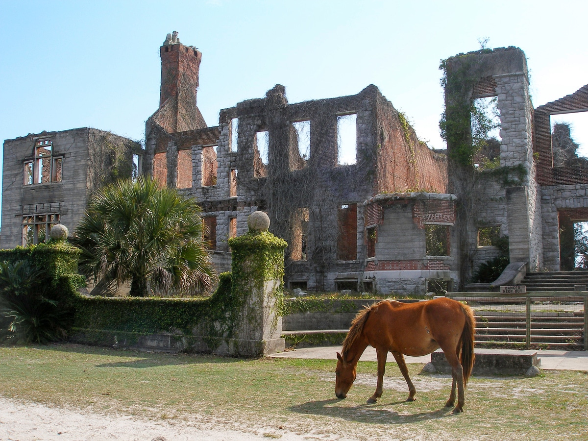 Wild horse among the Dungeness Ruins.