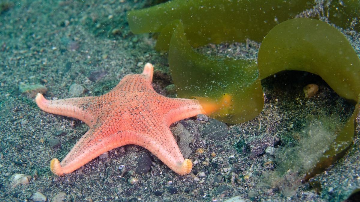 So beautiful you may leave seeing Stars! In this case a Pink Starfish settled near one of the many kelp beds.