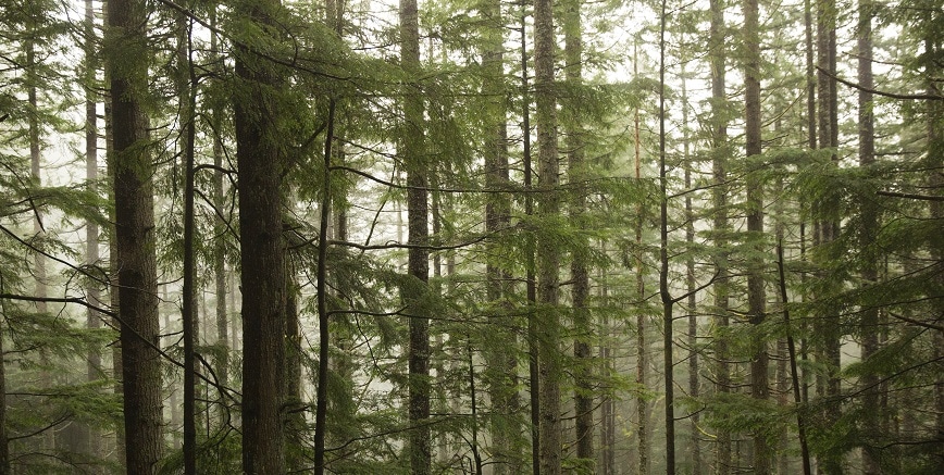 Sunlight peeking through a dense forest.