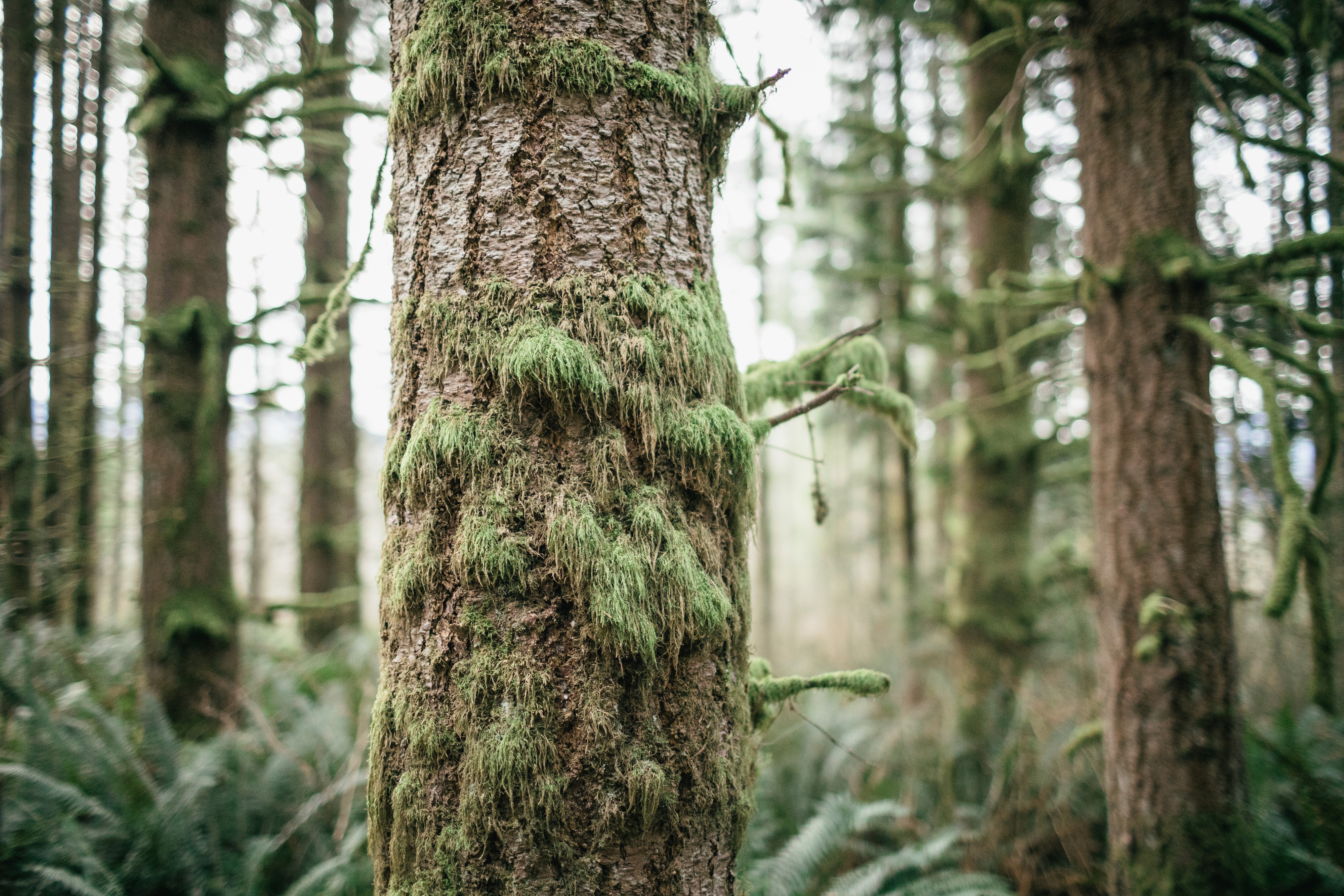 Moss clings to the trunk of a pine tree in an old growth forest.