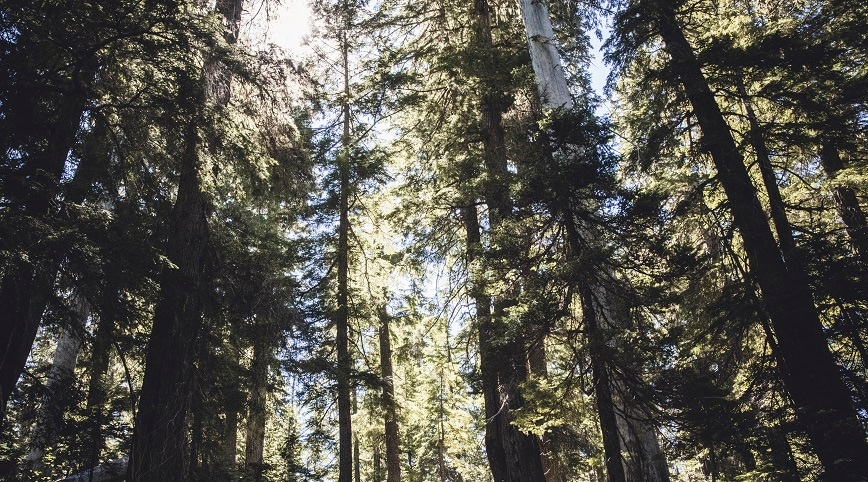 Tall trees with sunshine shining through