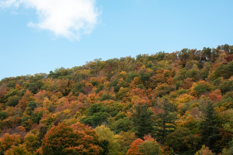 colorful forest with blue sky above