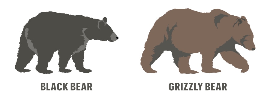 An illustration of a black bear and a grizzly bear