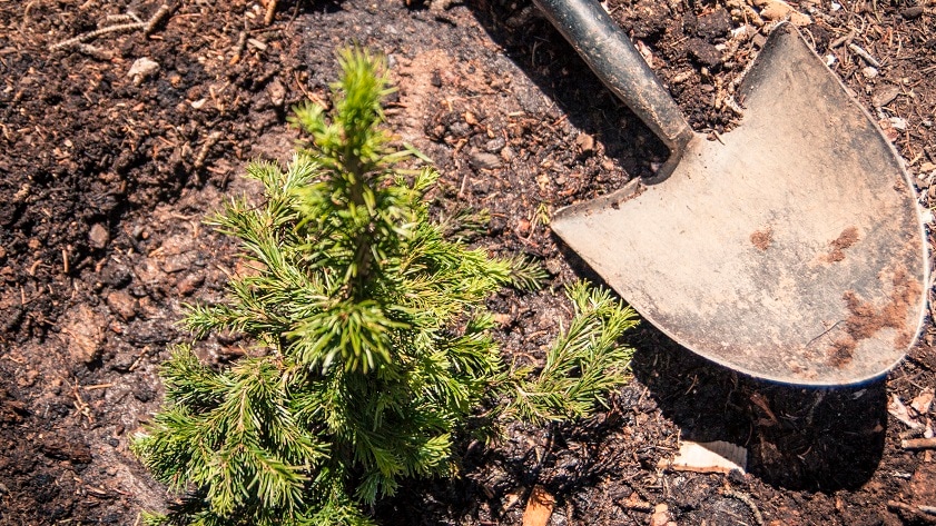 A shovel laying in dirt next to a newly planted tree