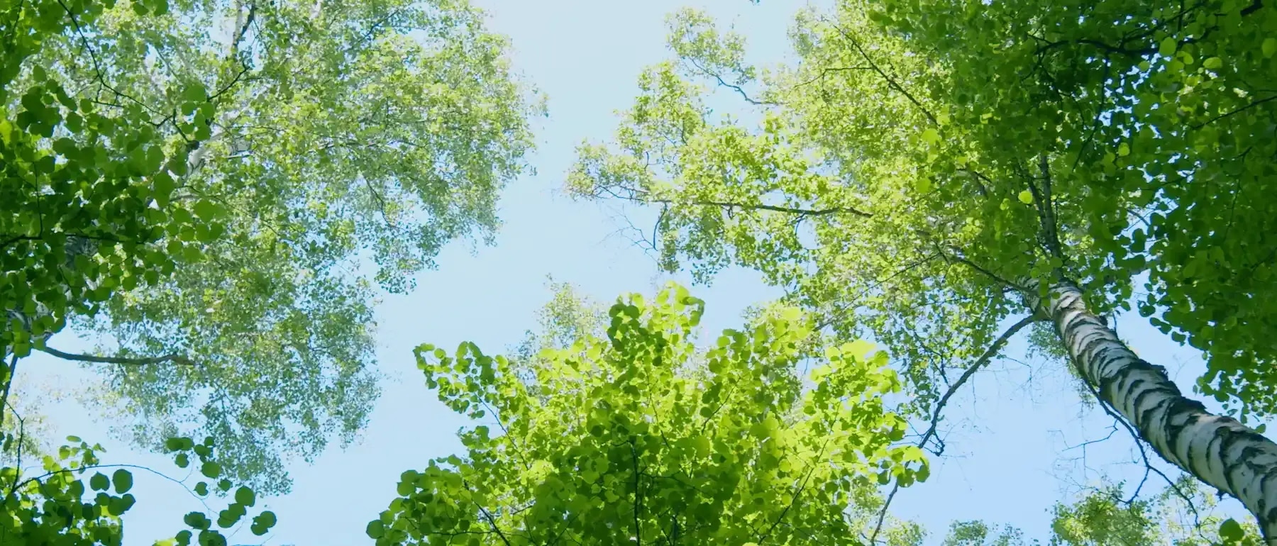 Upward view of leafy green tree branches against a bright blue sky.